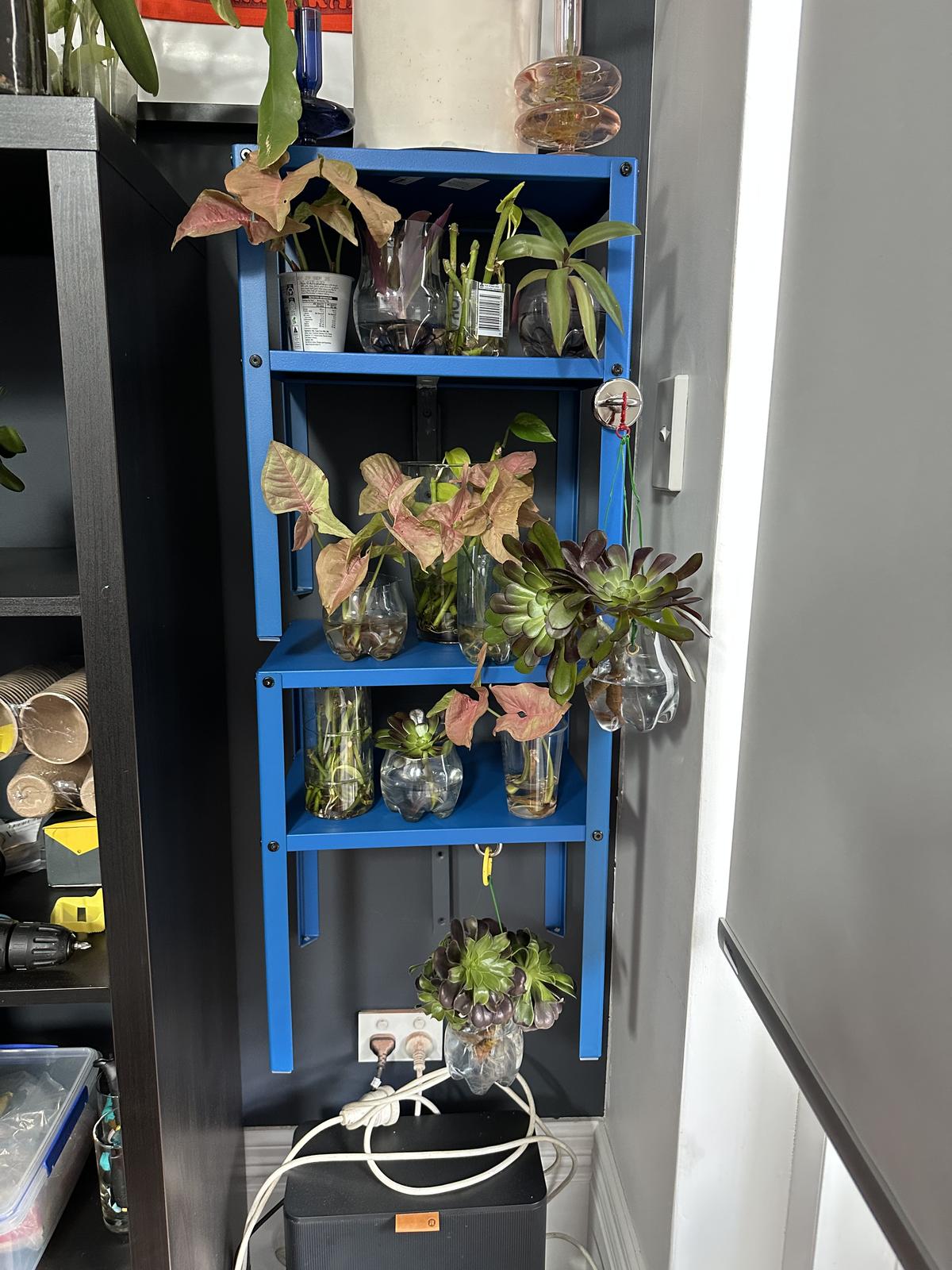 Plants (which I have cultivated from cuttings that I will transfer into nicer co