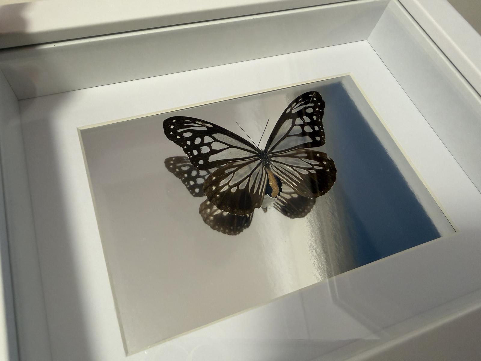 Real butterfly specimen 