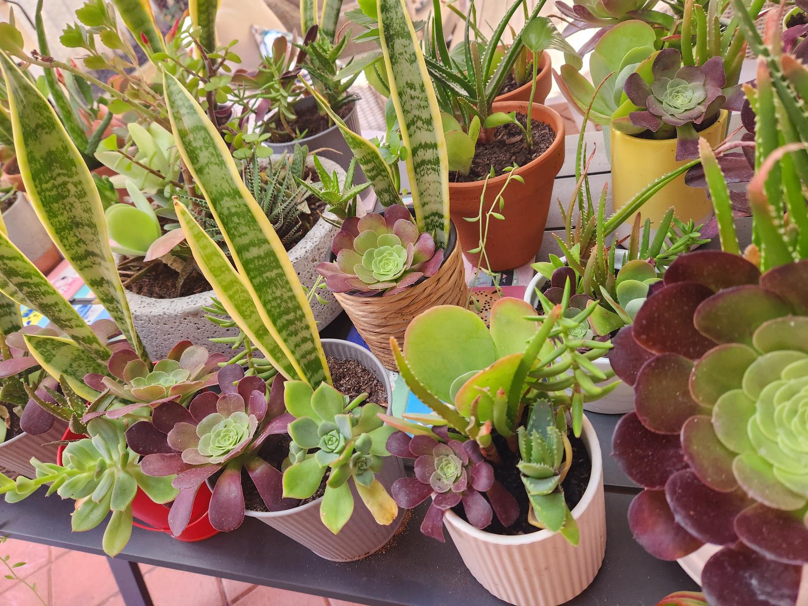 Plant arrangements