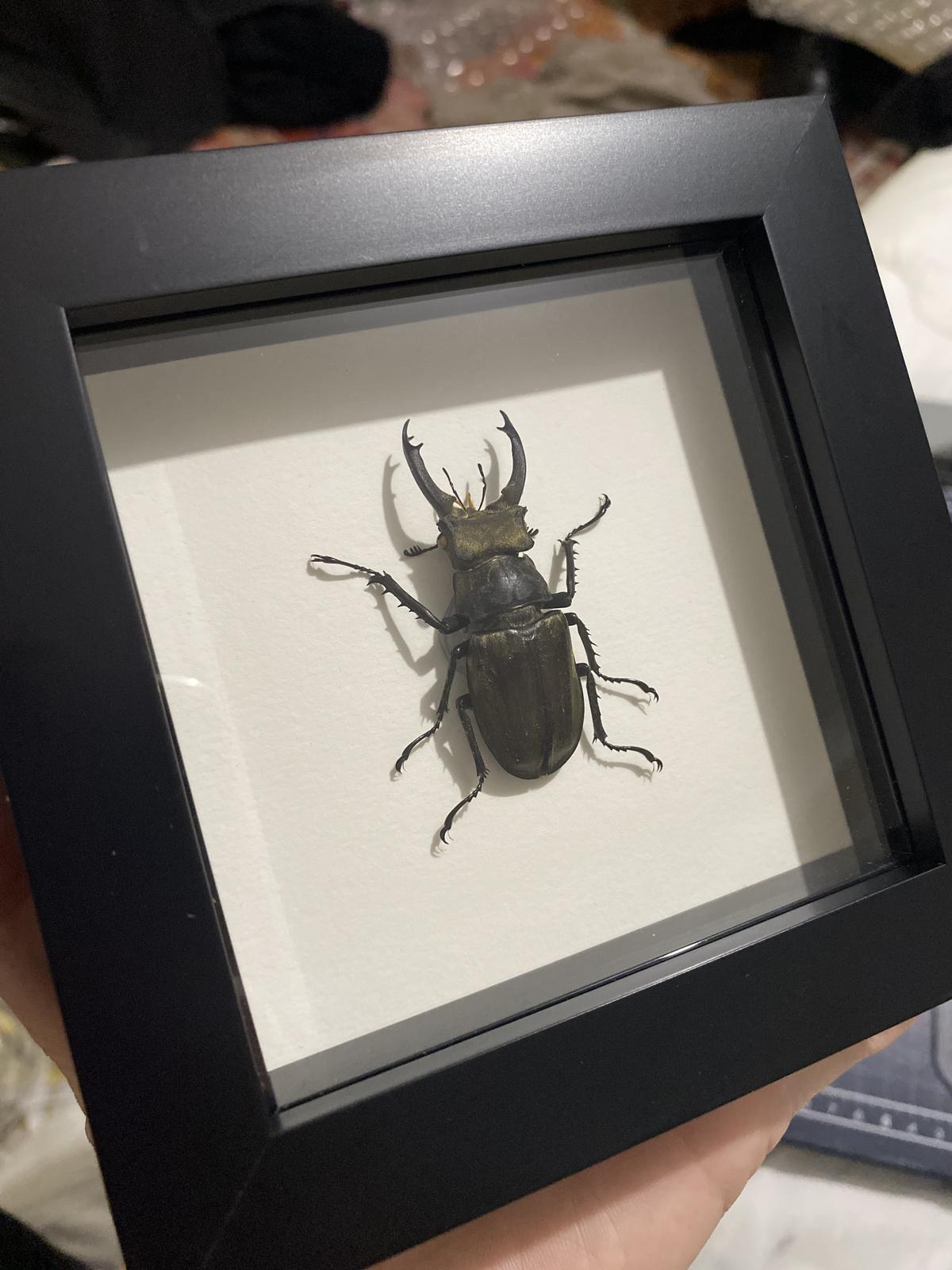 Specimen frame
