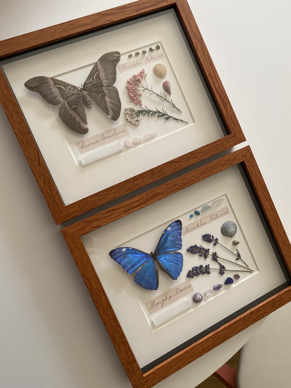House of Thorax collection frames