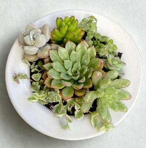 Life Succs
