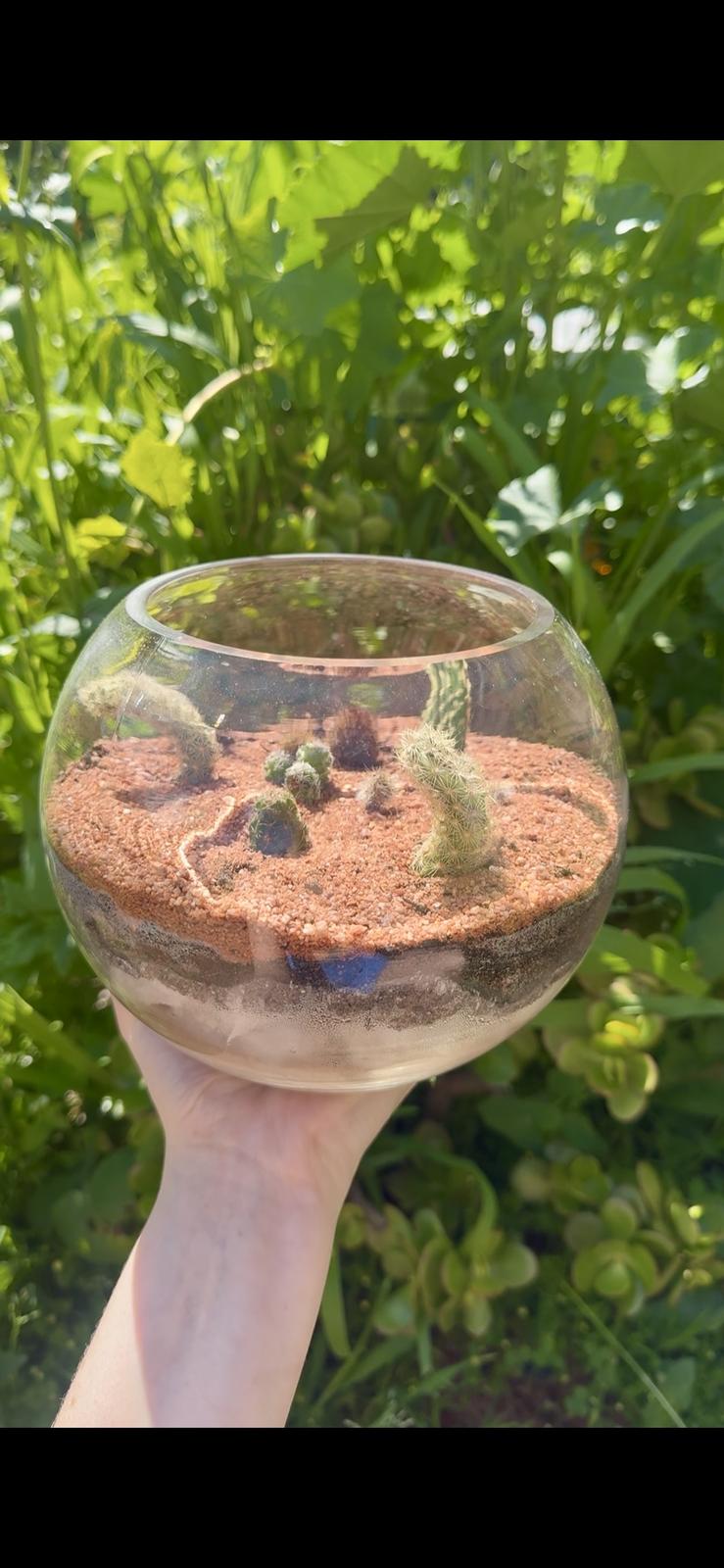 Just basking about 🐪🌵