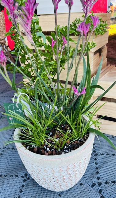 Kangaroo Paw