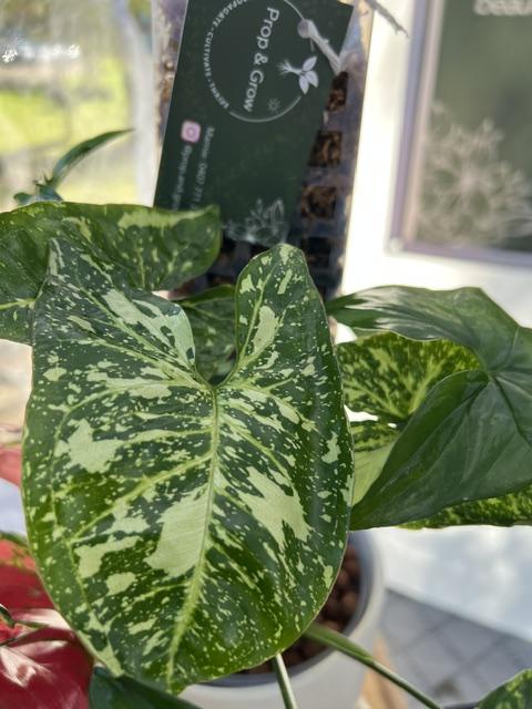 Syngonium Panda In Leca Clay Ball & Moss Pole