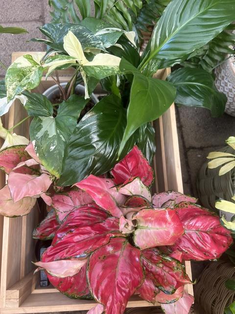 Sample Plant Selections
