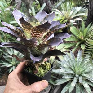 RedRock Nursery