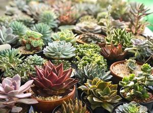 So Succulent