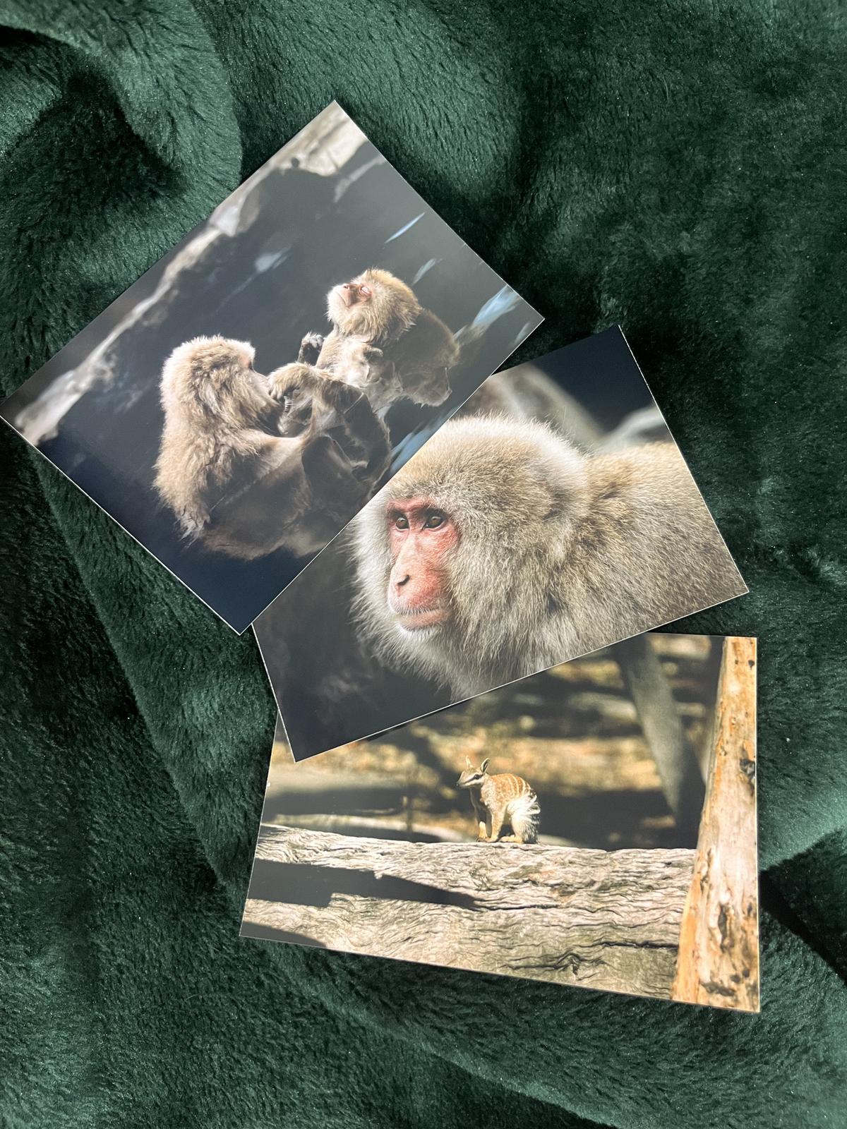 Prints of our Wildlife Photographs