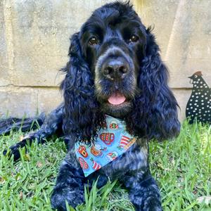 Spaniels & Co. Craft