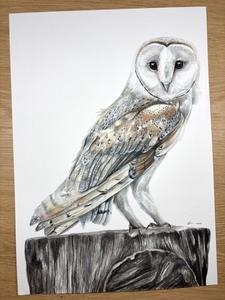 Splendid Wren Art Studio