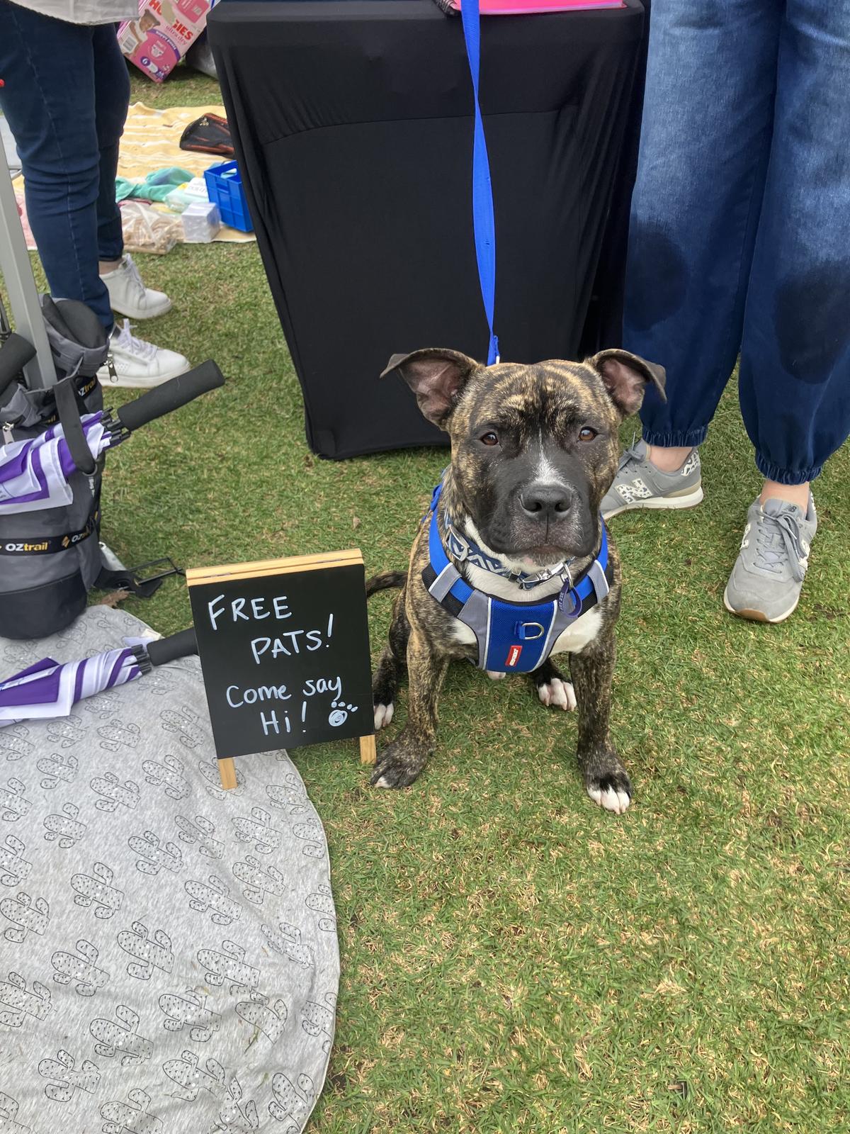 Upmarket September “Free Pats with West”
