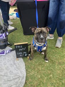 Staffy and Bully Breed Rescue Inc.
