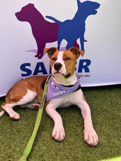Adopted after the last Upmarket! 😍 Chuck 🐾