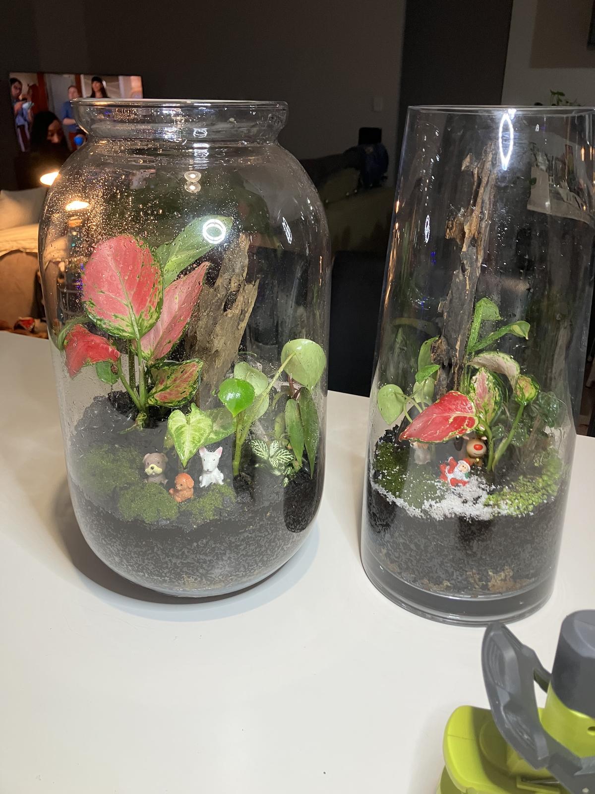 Vollie-made Terrariums