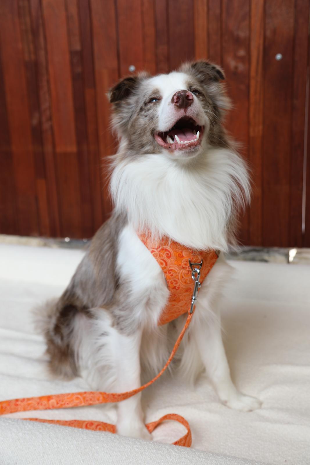 Harness