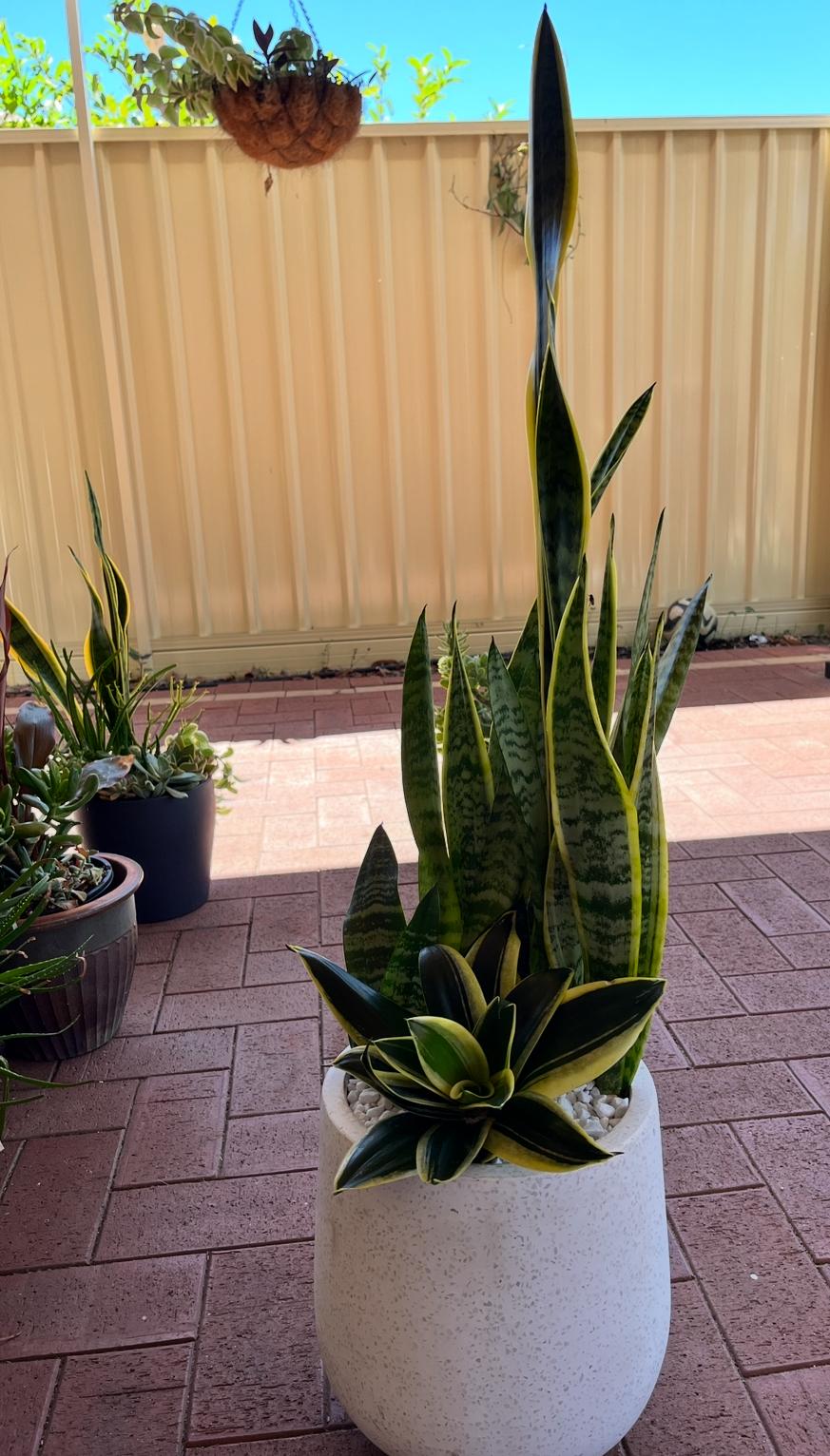 Farmaaishblooms