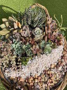 farmaaishblooms