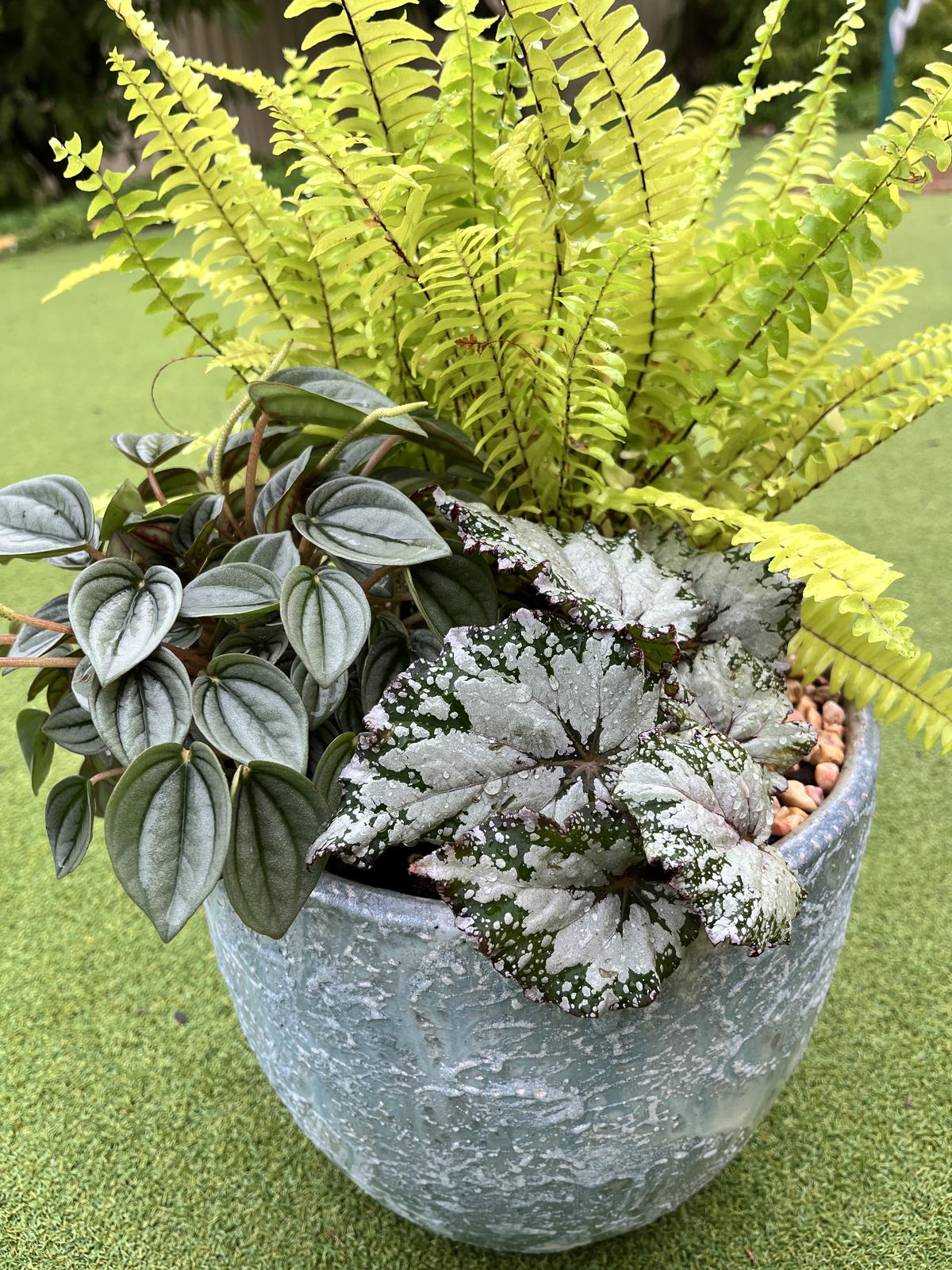 Farmaaishblooms